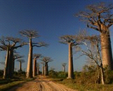 Rondreizen / Afrika & Midden-Oosten / Madagascar Code 287725 P avontuur op maat Niveau Accommodatie Madagascar West * Tsingy de Bemaraha, 5 dagen, verblijf vanuit hotels Morondava, een aangename