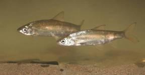Stichting RAVON Rheofiele soorten Rheofielen zijn vissoorten die voor het doorlopen van hun levenscyclus stromend water nodig hebben.
