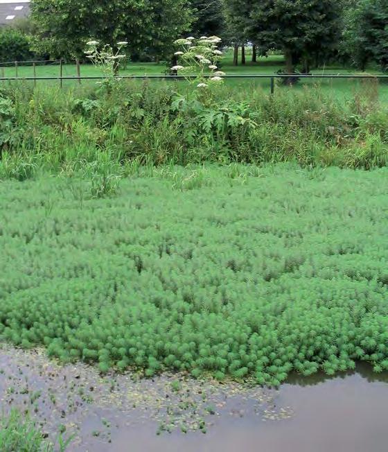 Ecologie Parelvederkruid groeit in voedselrijk stilstaand of langzaam stromend water. De uiteinden van de stengels steken boven water uit en vormen dichte matten.