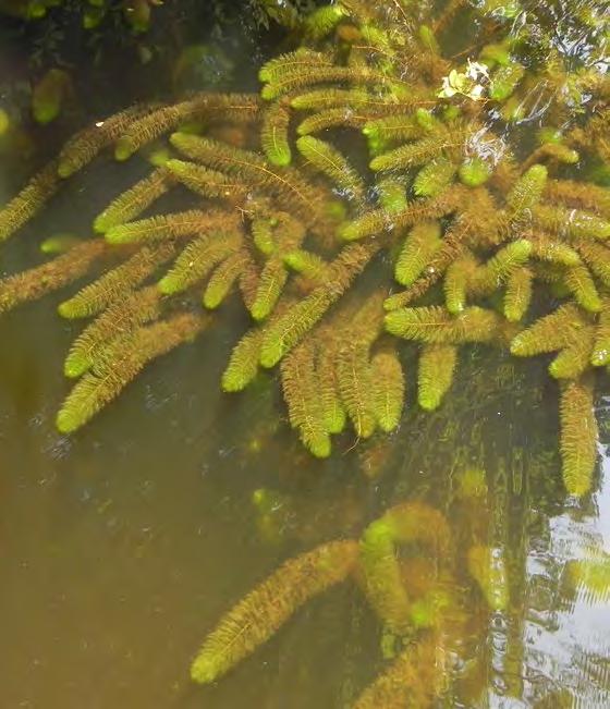 Ongelijkbladig vederkruid kan zeer dichte vegetaties vormen die de doorstroming van water ernstig hinderen. Daarnaast kunnen inheemse soorten verdrongen worden.