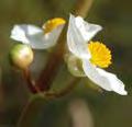 4 Sagittaria latifolia Breed pijlkruid Haloragaceae p. 20 p.