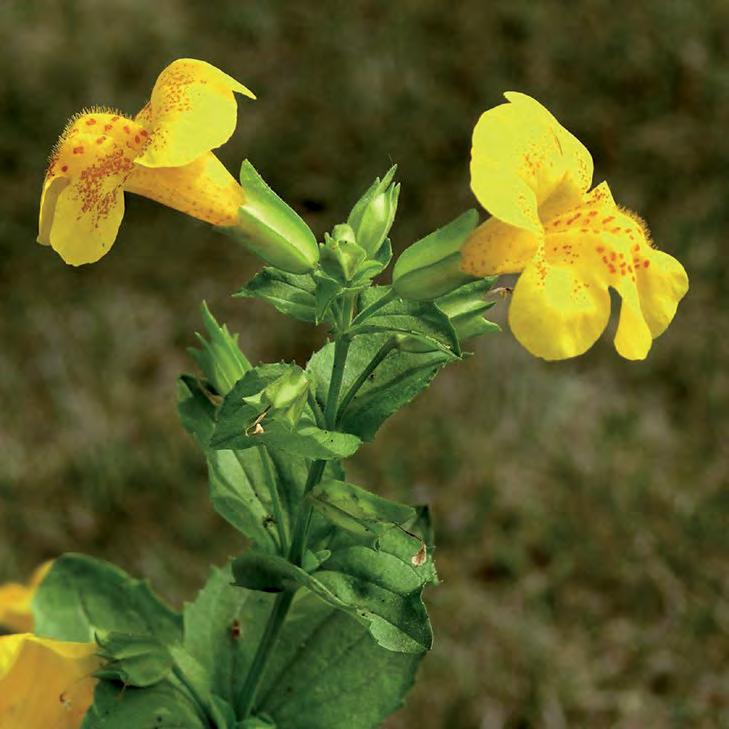 Westelijk Noord-Amerika Ecologie Gele maskerbloem is een populaire vijverplant die zich in beperkte mate in Nederland heeft gevestigd. Er zijn zowel eenjarige als meerjarige planten.