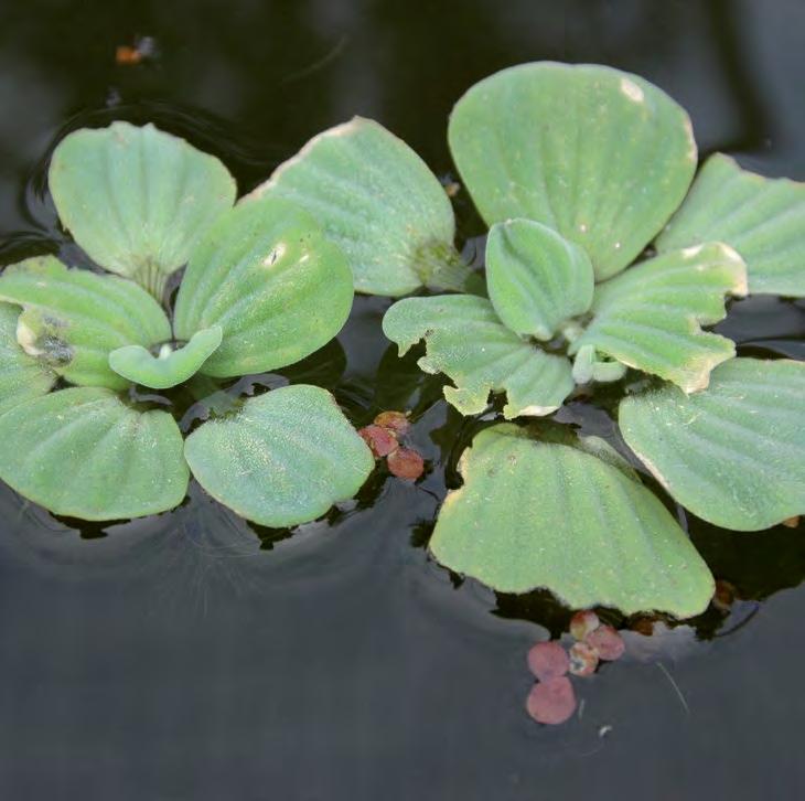 Ecologie Watersla is een drijfplant uit de tropen. In het herkomstgebied is hij overjarig maar in Nederland kan hij niet overwinteren.