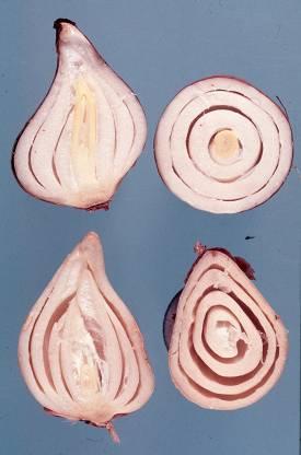 Schadelijke effecten ethyleen Toename in ademhaling; factor 5 à 10, dus ook 5 à 10 maal meer warmteproductie en vochtafgifte!