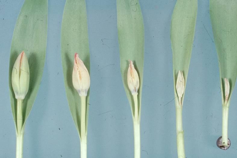 tulpenbollen aan ethyleen leidt