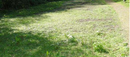 akkeronkruiden/bloemenmengsel met wel 160 soorten.