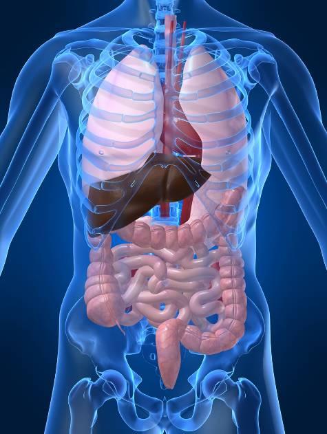 5. Welke organen zijn het meest nodig? Maak een top 3. 1. 2. 3. 6. Wat is een pancreas denk je? Tip: Kijk nog even in de tekst onder het kopje Transplantatie. 7. Waar staat -6% voor in deze tabel? A.