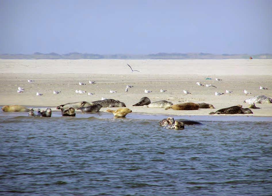 de waddenzee: natuurgebied en vaargebied 13 Zeehonden 1 De zeehond is, met zijn grote grijs-zwarte ogen, zo n beetje het gezicht van de natuur van het Wad.