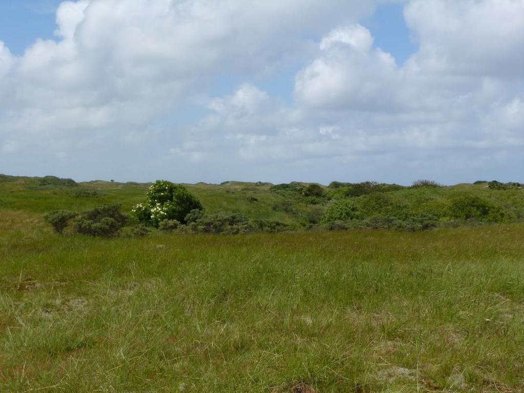 Maatregelen en beheer Binnen het duinboogcomplex Hollum Ballum zijn nog een aantal maatregelen noodzakelijk in verband met de Natura 2000 doelen (zie Figuur 6.2).