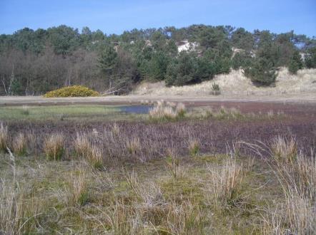 Oppervlakte en verspreiding Dit subtype is aangewezen voor het Natura 2000-gebied Duinen Ameland en komt met name voor ten noorden van het Kwekerijbos en in het Nesserbos op een oppervlakte van ca.