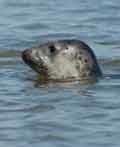 Bijlage 3 - Voorkomen habitatsoorten op Ameland H1364 Grijze Zeehond Leefgebied: Omdat de Grijze zeehond pas kort geleden naar Nederland is terug gekeerd na eeuwen afwezigheid is haar biologie en