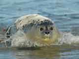 Trend Vanaf de tweede helft van de 20e eeuw werden grijze zeehonden slechts sporadisch in de Waddenzee waargenomen.