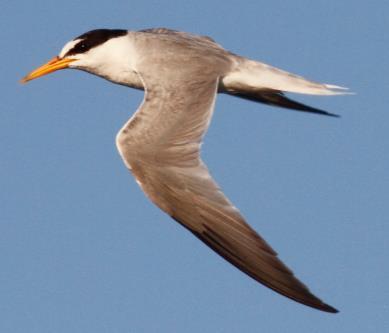 In Nederland bereikt de noordse stern zijn zuidelijkste verspreidingsgrens. Het Waddengebied herbergt vrijwel de gehele Nederlandse populatie (in 2002 meer dan 1.500).