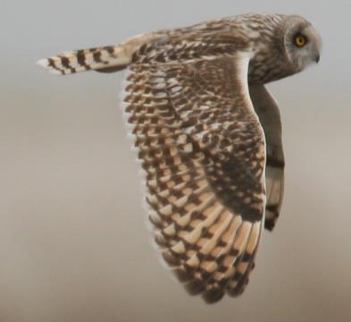 Trend in het Natura 2000-gebied Territoria op Ameland Waddenzee (SOVON en CBS 2005) Voor broedgevallen in de Noordzeekustzone zijn onvoldoende gegevens beschikbaar A222 Velduil Leefgebied: De