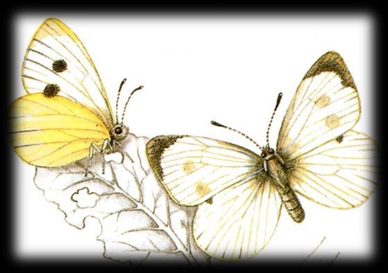 Groot koolwitje - pieris brassicae Witjes pieridae Het grote koolwitje is één van de vlinders die je overal kan aantreffen, zowel in de tuin als in de natuur.