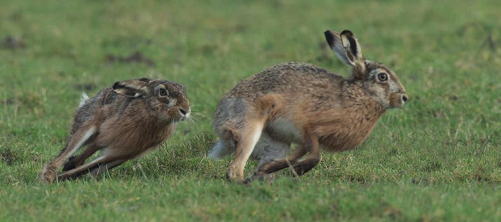 Dick Melman e.a. Tekstkader 6.1. Agrarisch natuurbeheer en hazen. Jasja Dekker In agrarisch natuurbeheer spelen zoogdieren een bijrol.