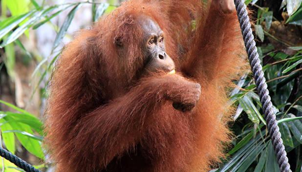 Het is een unieke ervaring om de apen te zien wandelen door de jungle of slingeren aan de lianen bij een van de voederplatforms.