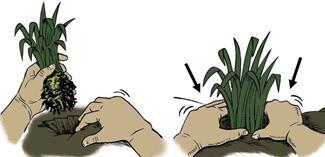 Figuur 3.10 Het plantgat moet diep en breed genoeg zijn. Na het planten druk je de grond goed aan. Vragen 3.6 a Waarom moet je de oude bloemen verwijderen?