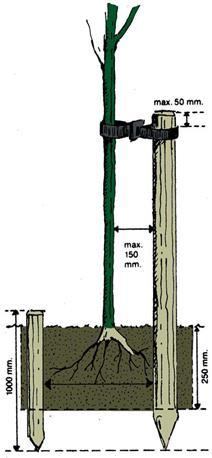 Figuur 3.15 De boompaal plaats je in Nederland aan de westkant van de boom. Als je een boompaal koopt, let dan op de kwaliteit. Boompalen zijn gepunt, gefreesd en/of gekruind.