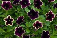 Littletunia Violet (P)