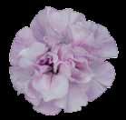 Purple (P) Rose