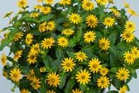 (P) Senetti Lavender (P) Senetti