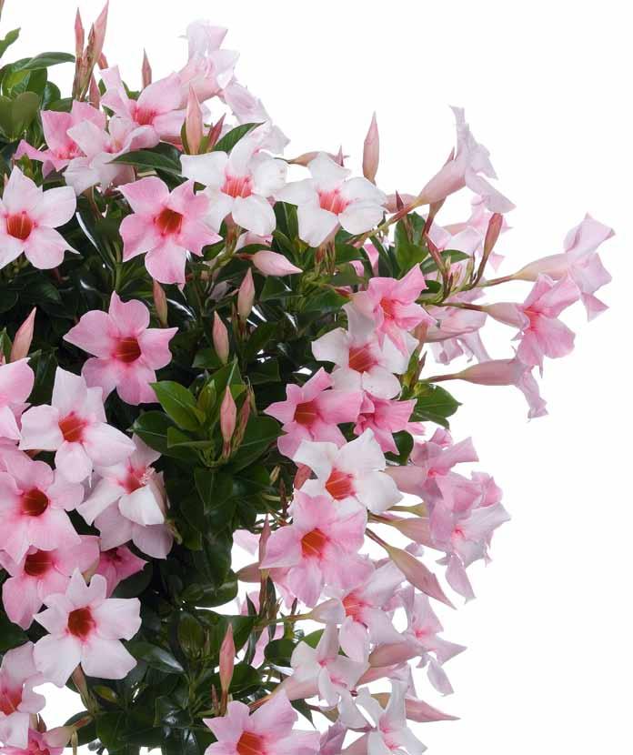 Scaevola Aemula Amethyst (P) Pink Charm (P)