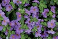 trailing Bacopa Gulliver Snow (P)
