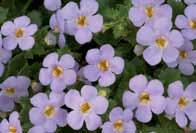 yellow lilac Bacopa Gulliver