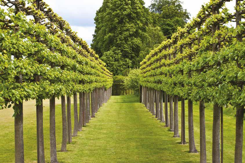 BOMEN Keuze uit meer dan 100