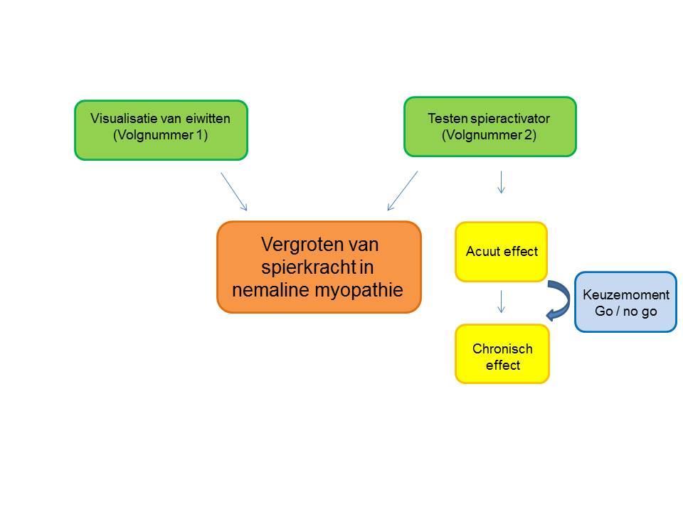 Ons hoofddoel Vergroten van spierkracht in nemaline myopathie willen we bereiken door een tweeledige aanpak.