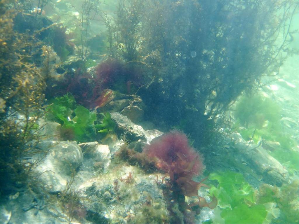 De verspreiding van abundante macro-algen in het Veerse Meer 2014 Pim van Avesaath, Anke Engelberts,