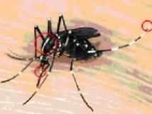 Muggen in Nederland Vóórkomen 30-tal soorten steekmuggen, met name inheemse soorten Geen ziekten overgebracht door muggen Introductie invasieve exotische muggen via