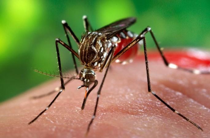 Besmettingsweg via muggen van het Aedes-geslacht Steken met name overdag en vooral rond zonsopgang en ondergang Leggen uitjes in kleine, kunstmatige