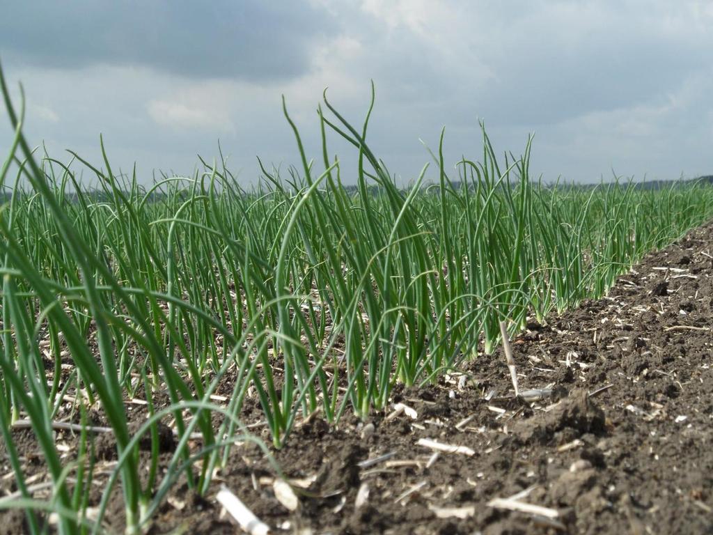 VOGELWEG 6, LELYSTAD 53 ha zware zeeklei opslag voor 1250 ton uien en aardappelen opslag voor 280 ton graan