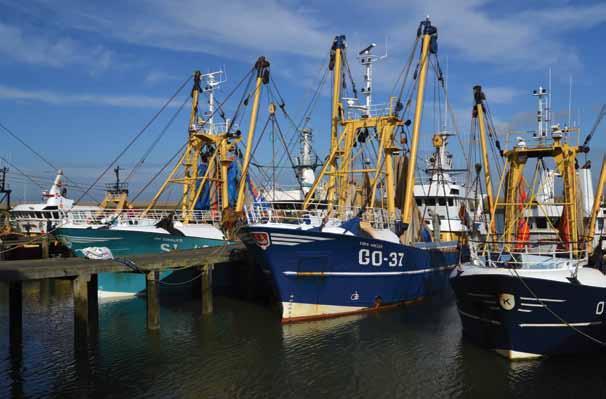 Rapport 2015 - Coördinatie Fishing For Litter project Nederland Eemshaven In de haven ven Eemshaven landen sinds de zomer van 2015 steeds meer visserijschepen hun vas aan.