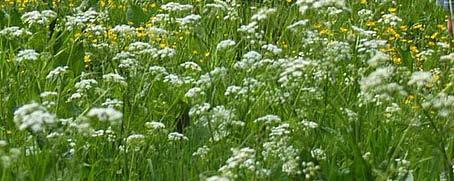 Droge ruigte/bloemrijke bermen Bloemrijk