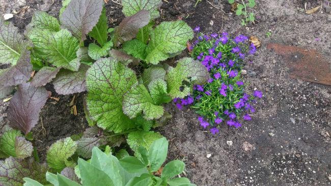 Langs de bamboestokken aan de zijkant van de sugarsnapboog heb ik bonen uitgeplant/-gelegd. SfeerPlaatje: mosterdblad en lobelia.