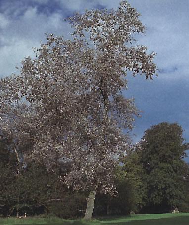 Het Gaagpad leidt u naar Maasland. Langs de Gaag staan vele mooie bomen, zoals de Abelen met de witte stammen. Witte Abeel Latijnse naam: Populus Alba De Witte Abeel is een boom uit de wilgenfamilie.
