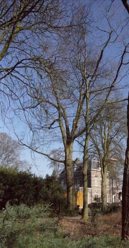 2.10 Boom 10 Fagus sylvatica (Gewone beuk) Klasse 4 voldoende De conditie en/of levensverwachting is verminderd, maar op korte termijn (<5 jaar) worden er ten aanzien van de