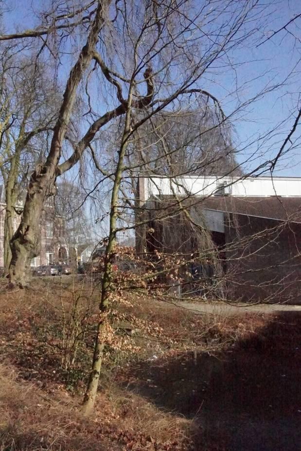 2.13 Boom 13 Fagus sylvatica (Gewone beuk) klasse 5 goed De conditie en levensverwachting van de betreffende boom zijn goed; ten aanzien van de mechanische en/of fysiologische toestand van de boom