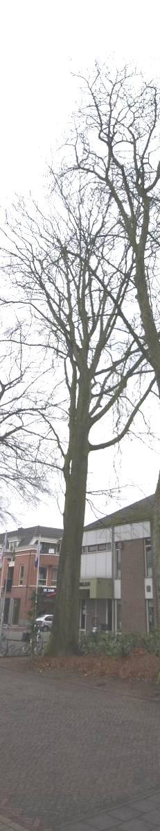 Matige kroonopbouw Wijker = D boom waarvan de ruimte kan worden ingenomen door buurbomen om deze imposant te laten uitgroeien Diameter op borsthoogte is 99 cm Consequenties voor duurzame