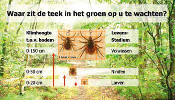 pdf Onderzoek teken in de bebouwde kom van GGD regio Utrecht In Nederland neemt de ziekte van Lyme al jaren toe.
