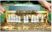 voerramen onder 1 e BK plaatsen 4 e stap: dag x + 21: met tenminste 1 broedraam met bijen (< 10
