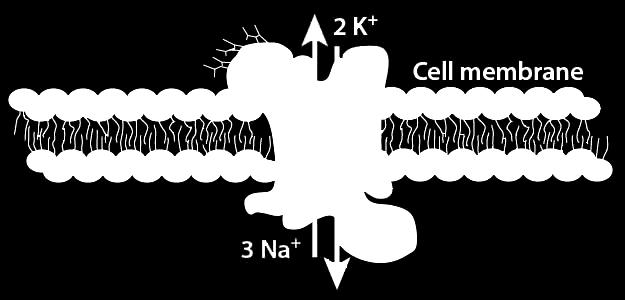 Prikkeloverdracht extracellulair β γ Bij elke cel in het lichaam zijn er concentratieverschillen tussen het intracellulaire milieu en het extracellulaire milieu.