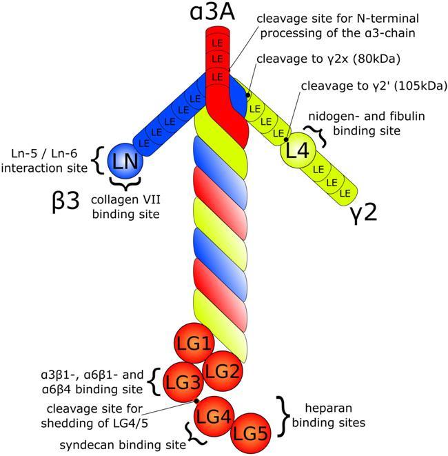 Figuur 5 Structuur molecule van laminine-5 (Schneider, Mühle, & Pacho, 2006) De belangrijkste functie van laminine-5 is het verankeren van de epitheel cellen aan de onderliggende matrix.
