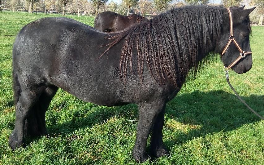 Figuur 15 en 16 zijn twee Fell pony s. De vijf Fell pony s en één vermoedelijke Fell pony (Akela 2242-Akela 2247) werden gefenotypeerd als zwart. De testen van VHL kwamen echter op bruin uit.