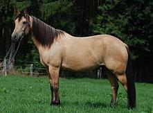 Quarter Horse 