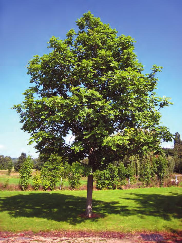 4.2 STREEFBEELDEN 1.1 BOOM Beeld: 1. De boom is gezond en vitaal 2. De boom heeft zijn natuurlijke habitus en textuur. 3. Er is nauwelijks doodhout in de kroon. 4. Er is weinig wortel- stamopschot. 5.