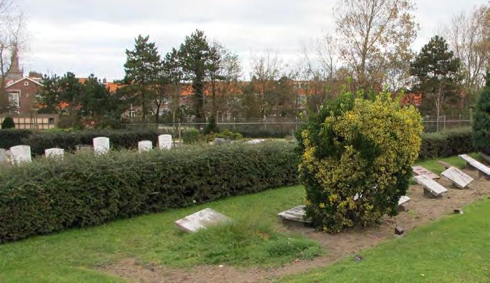 5.1.1 Duinrust, Katwijk aan Zee 5. Haag vervangen. Omschrijving probleem / knelpunt Op de begraafplaats bestaan de hagen overwegend uit de soort Ilex meserveae Blue Angel.